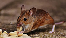 24 Hour & Emergency Exterminators in Washington Island, WI